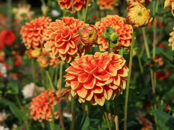 Maison natura : découvrez les vases modernes et vintage chics