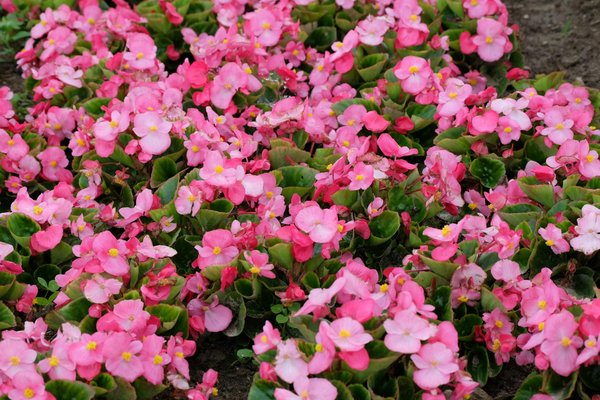 Constructeurs fiables de chalets en bois en France : bâtir son rêve durable