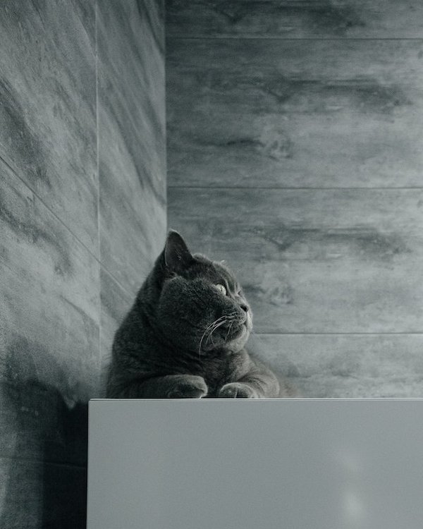 Comment poser du carrelage mural en grès cérame ?