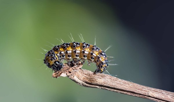 Biologie comportementale de la chenille processionnaire du pin : Une étude de ses habitudes